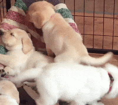 puppies sleepily walking over each other
